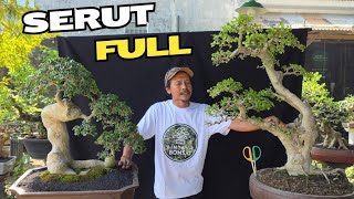 Check the Price of Serut Bonsai