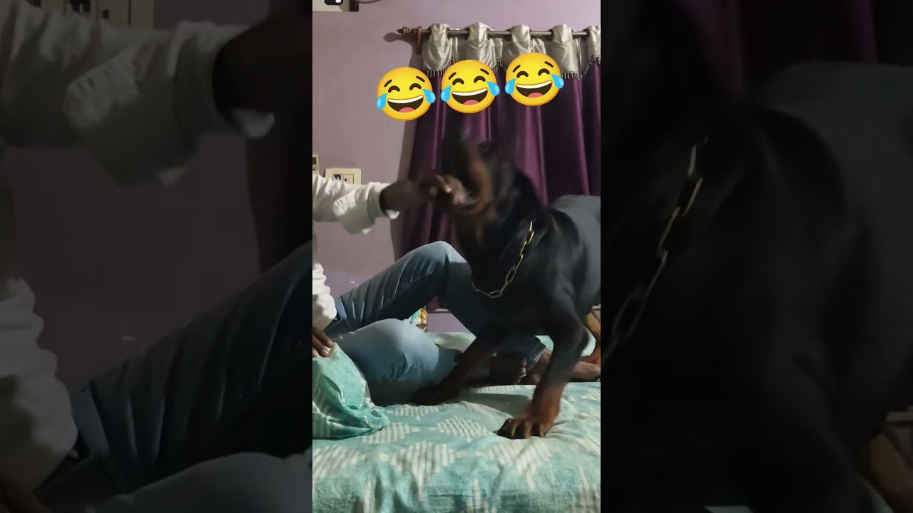 😂😂😂 #comedy #funny #rottweilerlover #helpmemakethismakesense