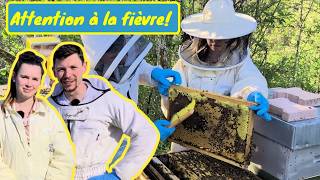 ATTENTION à la fièvre d'ESSAIMAGE dans ses colonies ! Et présentation d'EMILIE + surprise !!