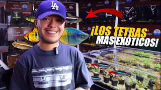 Los Tetras Más RAROS Del Mercado De Peces La Morelos