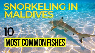 10 Common Fishes You&#39;ll Meet While Snorkeling in the Maldives 🐠 You will not believe their SECRETS !