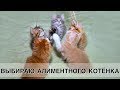 Котятам 1 месяц. Выбираю алиментного котёнка! :)