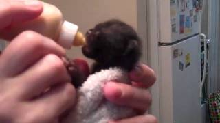 Newborn kitten feeds from bottle