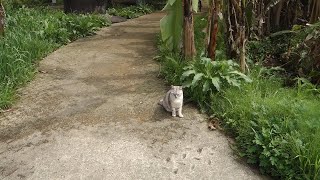 【猫動画】木曜日の猫ちゃんアジト　thursday cat base　#猫  #地域猫  #野良猫