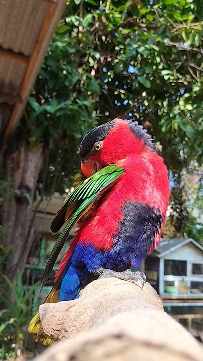 Pesona Burung Nuri Menikmati Matahari Pagi  #Burung #Nuri