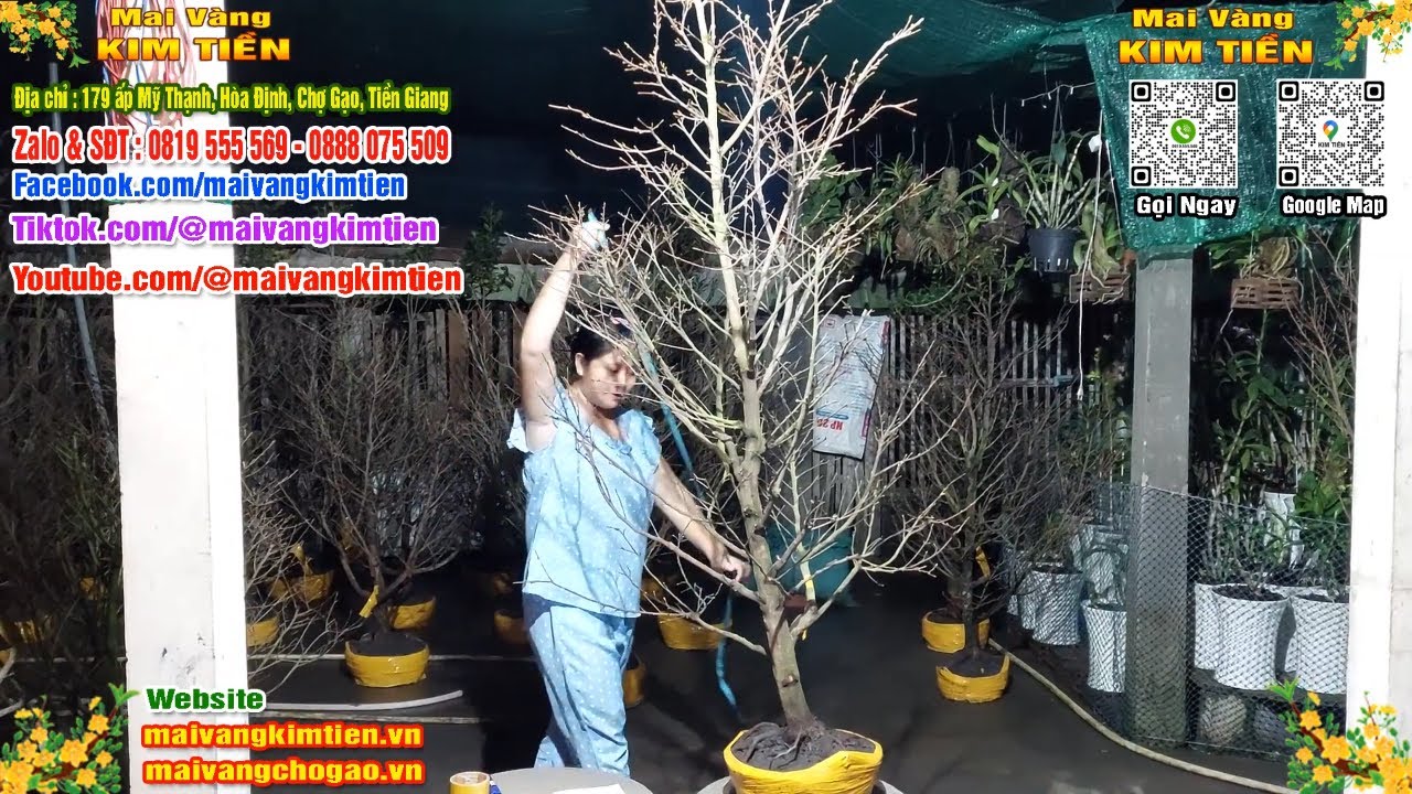 Phôi Mai Thủ Đức Giá Rẻ Bao Ship Bao Sống Toàn Quốc - Mai Vàng Kim Tiền Chợ Gạo