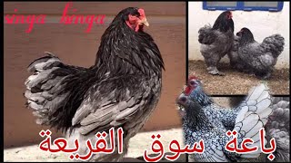 سوق القريعة بالدار البيضاء الكبرى مع جميع أنواع الطيور الزينة ودجاج البراهما souk kriaa Casablanca M