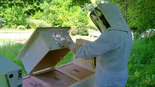 5 different horizontal hives inspections