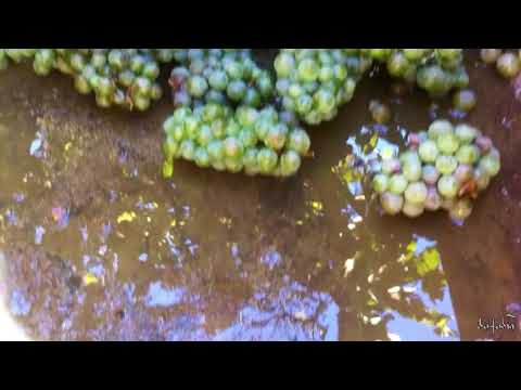 ცოლიკაურის ტირილი