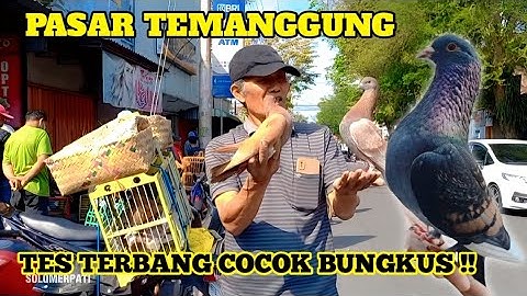 BERBURU MERPATI GIRINGAN DIPASAR TEMANGGUNG WARNANYA CAKEP CAKEP , TES TERBANG COCOK BUNGKUS