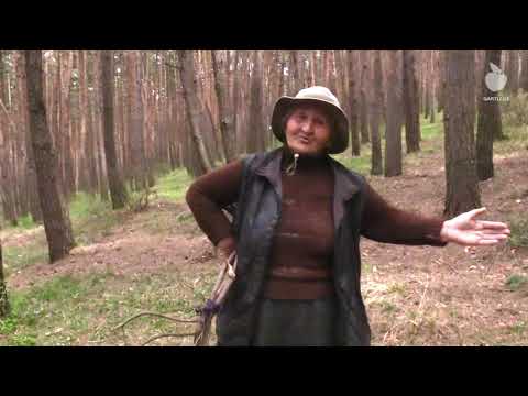 ქალი, რომელიც სურამში გირჩებს აგროვებს