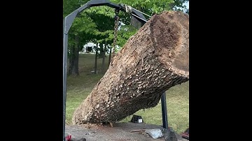 Urban Logging Trailer loading a 30” red oak log