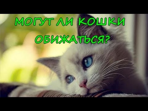 МОГУТ ЛИ КОШКИ ОБИЖАТЬСЯ?  Что чувствуют кошки к хозяину?   CAN CATS BE OFFENDED?