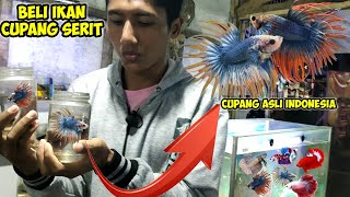 beli ikan cupang serit