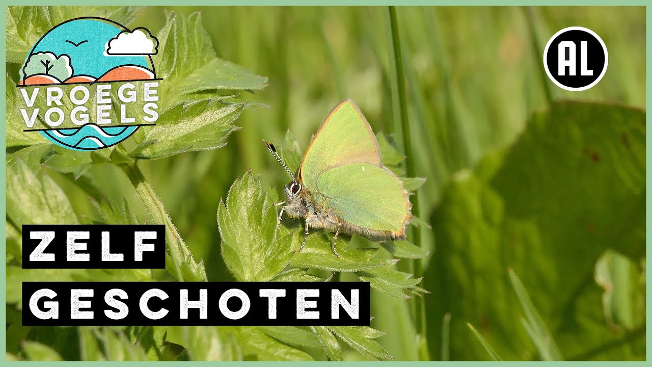 Groentje maakt zich schoon | Zelf Geschoten | Vroege Vogels