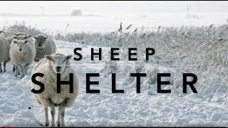 Shelter for Sheep; what and how? | Sez the Vet