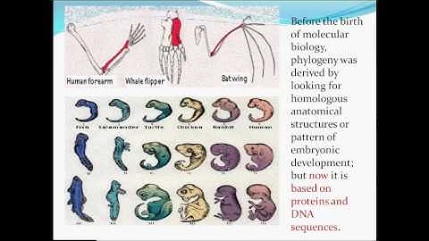 PHYLOGENETIC