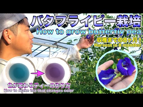 【蝶豆】バタフライピーの育て方！花を使ったハーブティーの作り方！