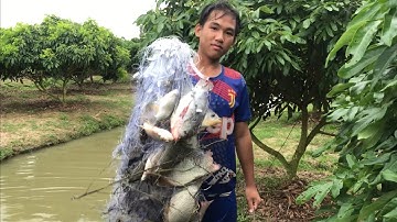 Đi giăng lưới trúng nguyên ổ "cá rô phi nhìn mà mê"[khang vlog]