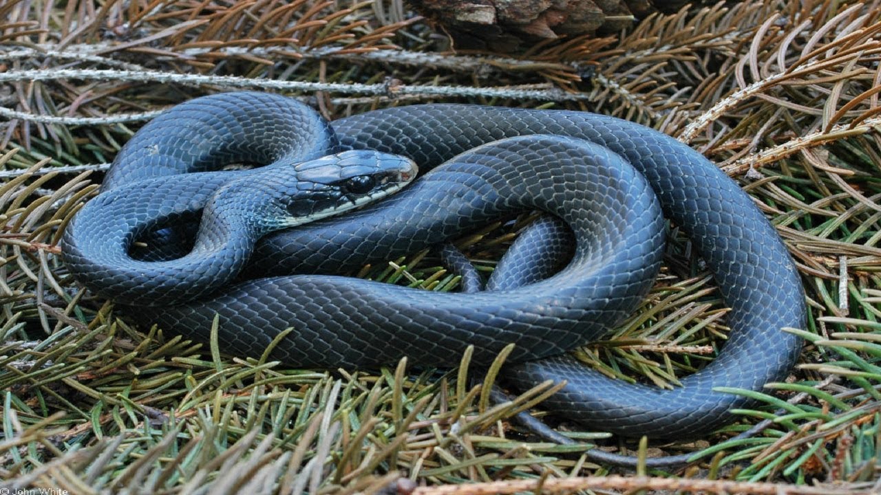 Из какого города змея. Полоз меланист. Гадюка меланист. Coluber Constrictor. Черный полоз змея.