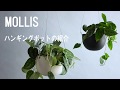 MOLLIS JOURNAL [Tips] ハンギングポットの紹介