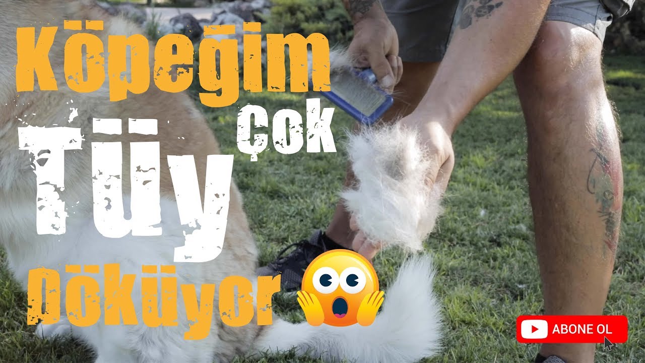 Kopegim Cok Tuy Dokuyor Youtube