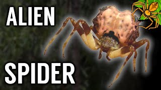 Top 5 CRAZIEST Spider Finds!