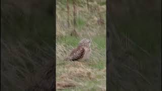 Short-eared OWL sheltering  #shorts #short  #shorts  #shortsvideo   #shortvideo  #owls #birdofprey