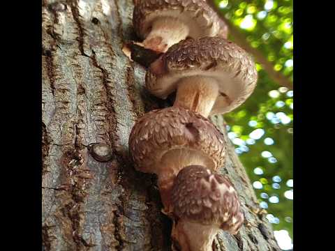 Video: Odkiaľ pochádzajú huby shiitake?