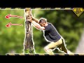 How To Cut Down a Tree With No Tools