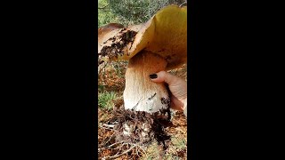 Funghi porcini 2024 /stein pilze /포르치니 버섯 /foraging porcini mushrooms