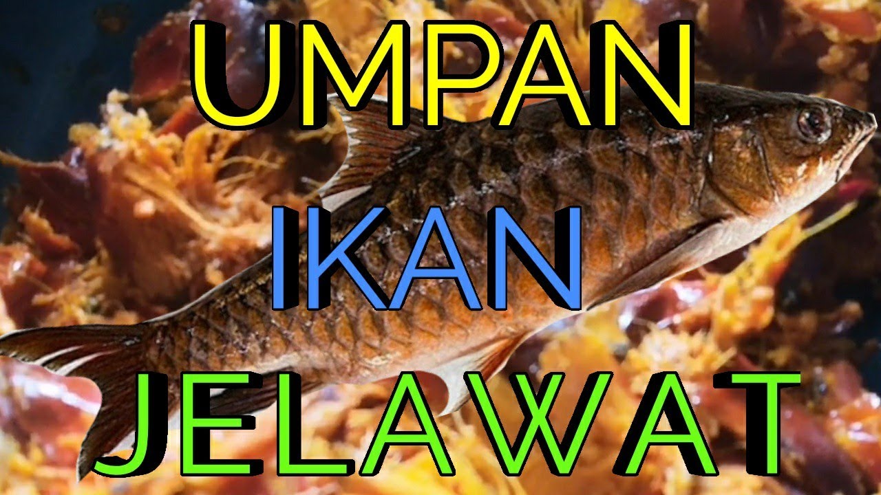 Umpan ikan jelawat