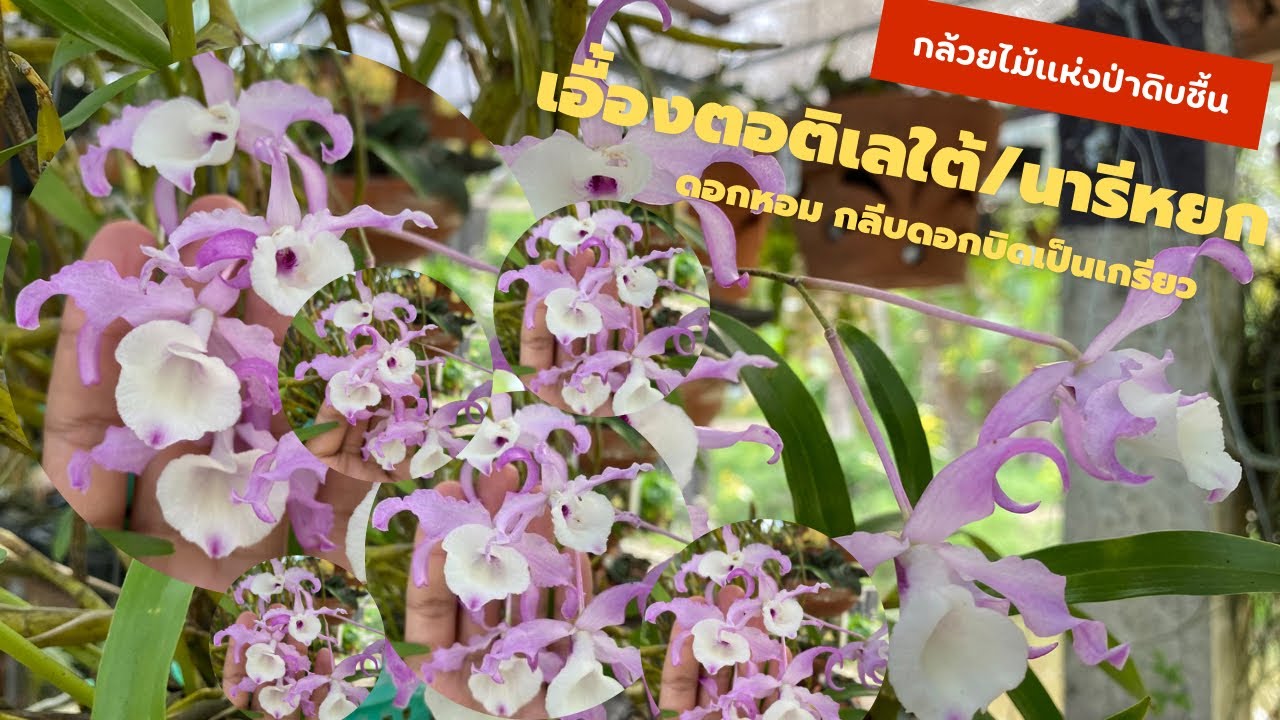 กล้วยไม้ “ เอื้องตอติเลใต้/นารีหยก “ ดอกหอม กลีบดอกบิดเป็นเกรียวสวยงามแปลกตา