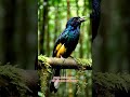 The Twelve wired Bird of Paradiser #birdsongs