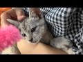 野良子猫ろく 100均猫じゃらしで狩りの練習をする
