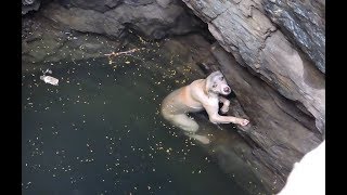 DOG RESCUED FROM DROWNING IN WELL