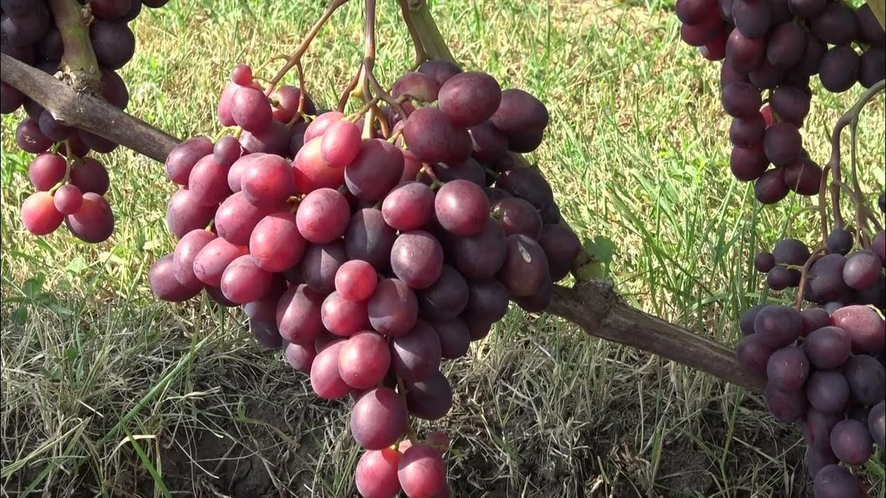 Виноград Памяти учителя. - YouTube