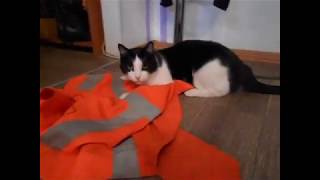 playing with cat игра с котом детское видео (кот в трубе, кот со спецодеждой, кот с бантиком) playing with cat игра с котом детское видео (кот в трубе, кот со спецодеждой, кот с бантиком)