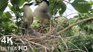 Blackcrowned Night Heron is so beautiful! #babybird birds. #birds