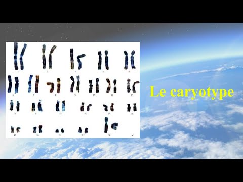 Vidéo: Comment décririez-vous un caryotype ?