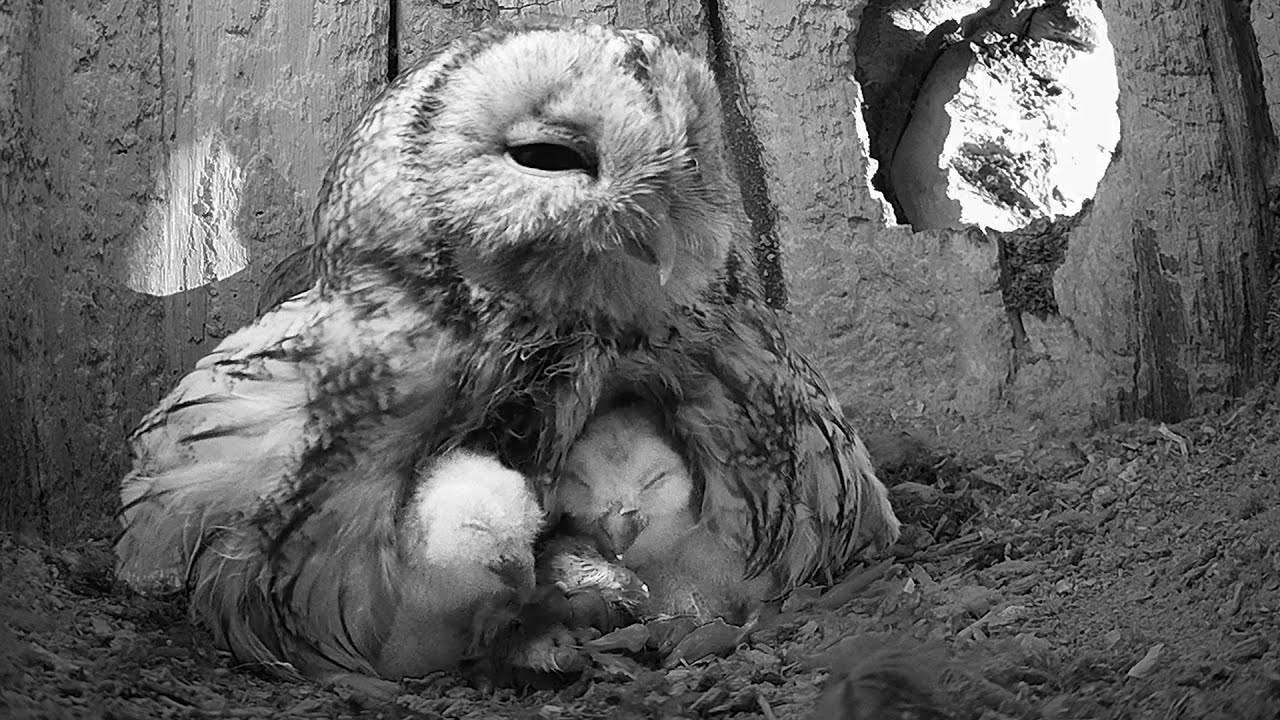 Play: Tawny Owl Mum Welcomes 3rd Chick: a 61-second reset that scores 85 on meltdown recovery