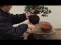 Bonsai Tree Repotting Tutorial | Peter Chan