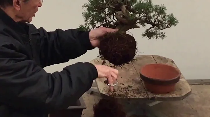 Aprenda a transplantar seu bonsai com Peter Chan