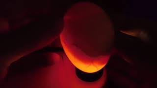 4-H Egg to Chick: Egg Candling on Day 14