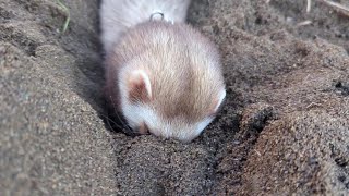 Ferret digging a hole