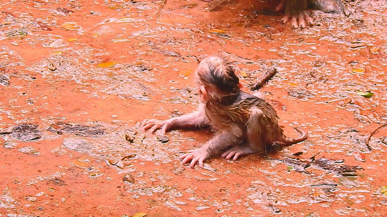 Meet Lovely the Adorable Baby Monkey Family They will Steal your Heart Everyone