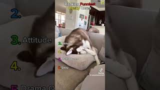 Try Not To Laugh 😂 | Funniest Husky Moments #shorts