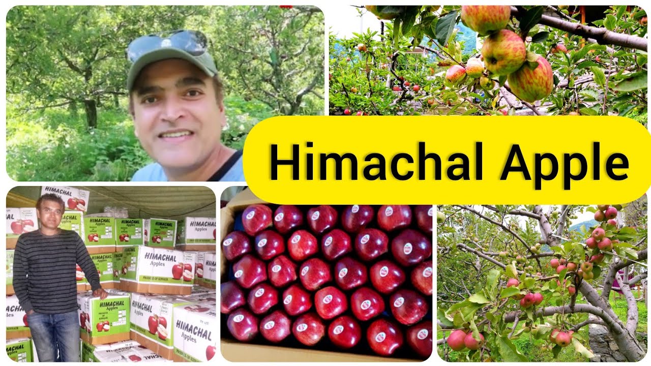 case study on apples from himachal pradesh ppt
