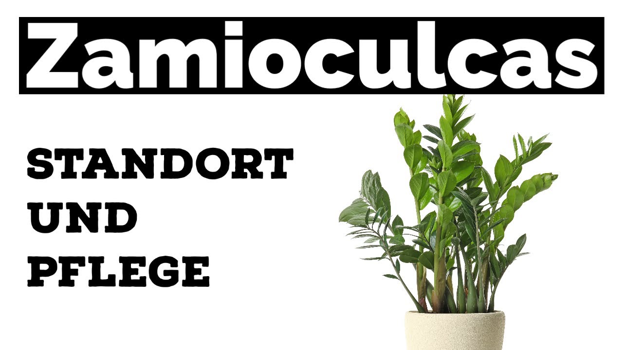 Zamioculcas Glcksfeder - Standort und Pflege