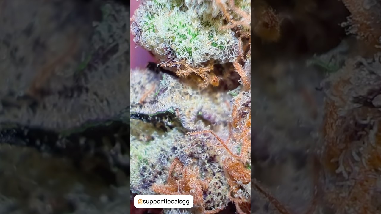 Glitter Bomb - Strain God Genetics